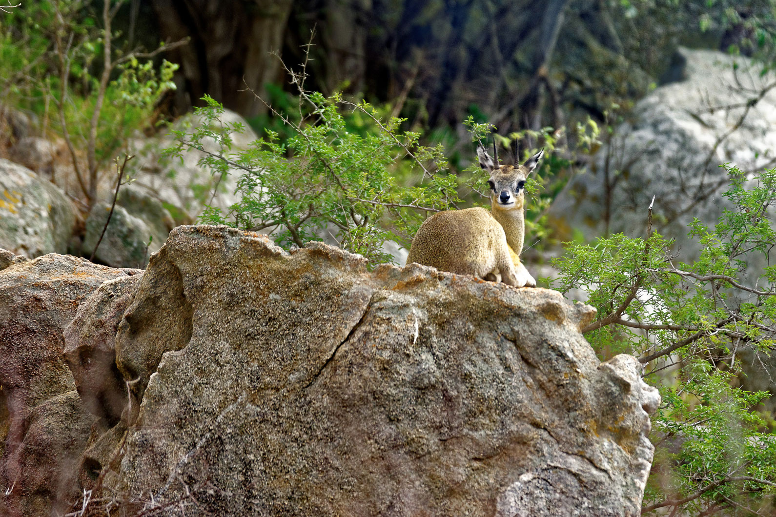 20161112 091249 Klippspringer